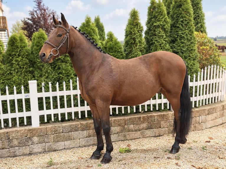 KWPN Ruin 7 Jaar 146 cm Bruin in Öpfingen