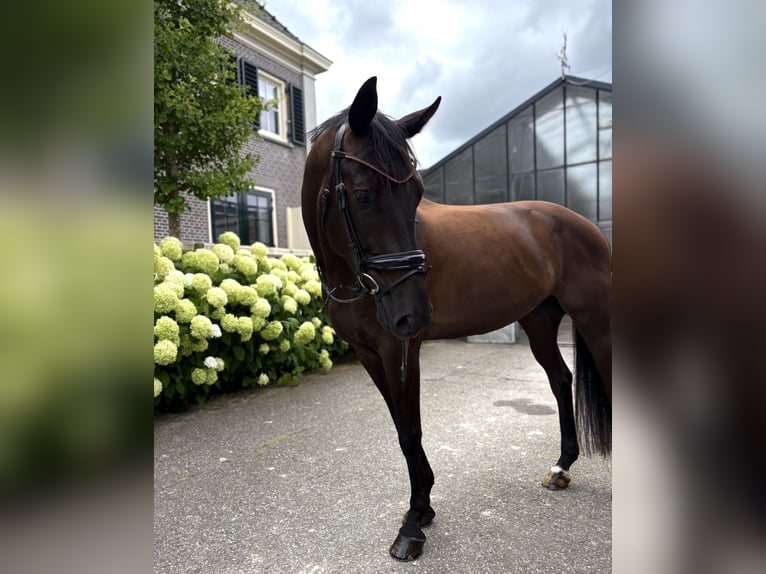 KWPN Ruin 7 Jaar 157 cm Zwartbruin in Aalsmeer