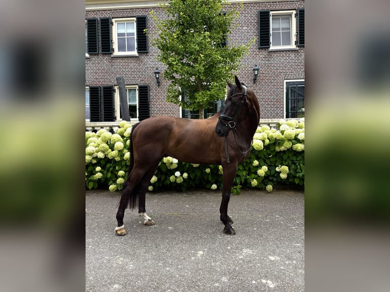 KWPN Ruin 7 Jaar 157 cm Zwartbruin in Aalsmeer