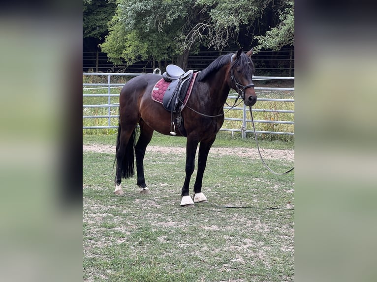 KWPN Ruin 7 Jaar 158 cm Donkerbruin in Galenberg
