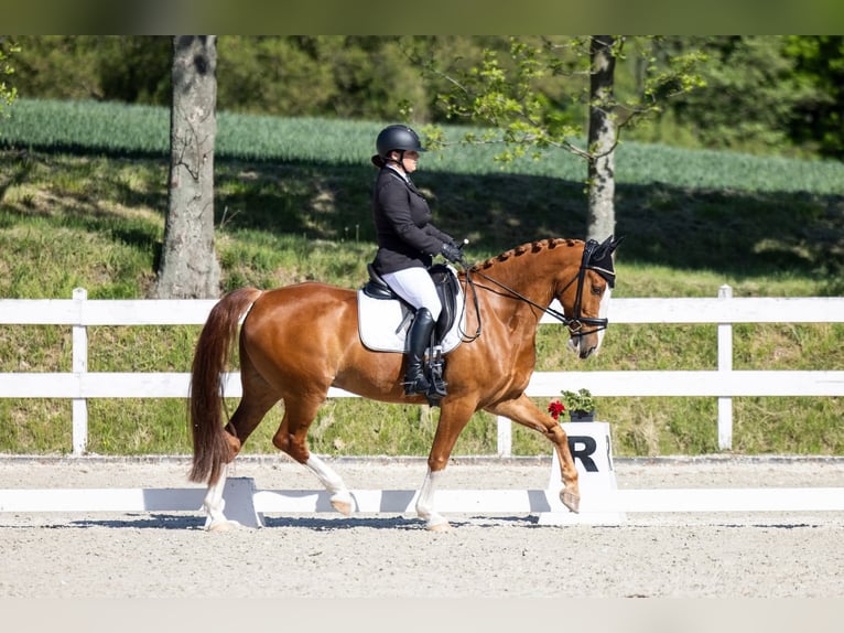 KWPN Ruin 7 Jaar 158 cm Vos in Wierzbna