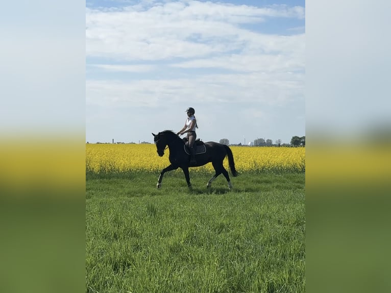 KWPN Ruin 7 Jaar 160 cm Zwartbruin in Ladenburg