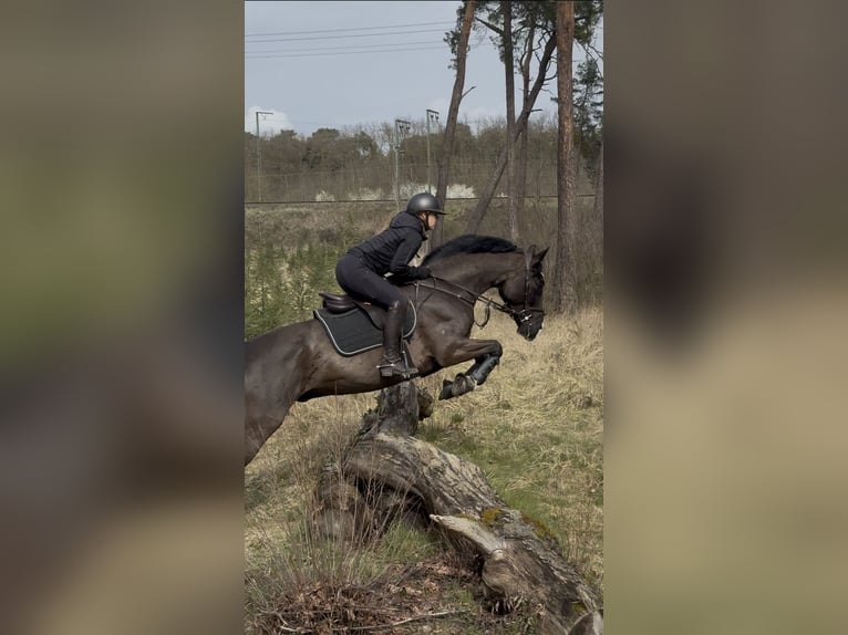 KWPN Ruin 7 Jaar 160 cm Zwartbruin in Ladenburg
