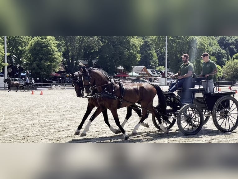 KWPN Ruin 7 Jaar 165 cm Bruin in Szeged