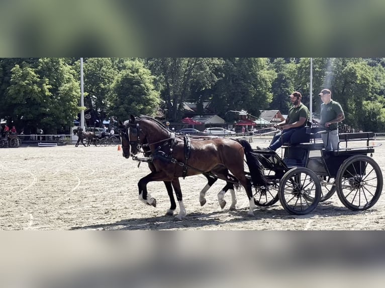 KWPN Ruin 7 Jaar 165 cm Bruin in Szeged