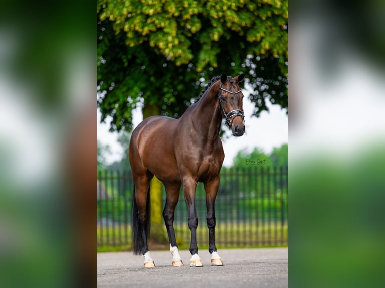 KWPN Ruin 7 Jaar 165 cm Bruin in Sint Agatha