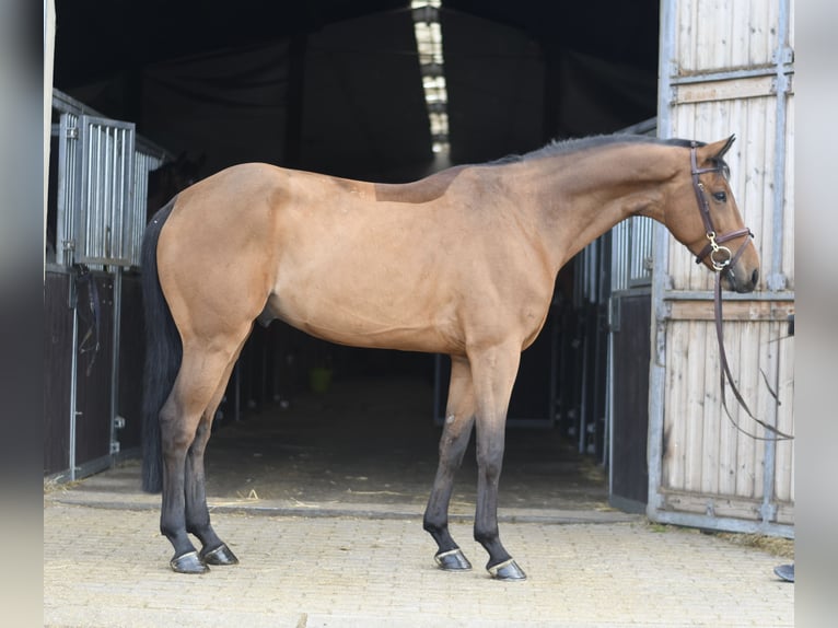 KWPN Ruin 7 Jaar 165 cm Bruin in Geilenkirchen