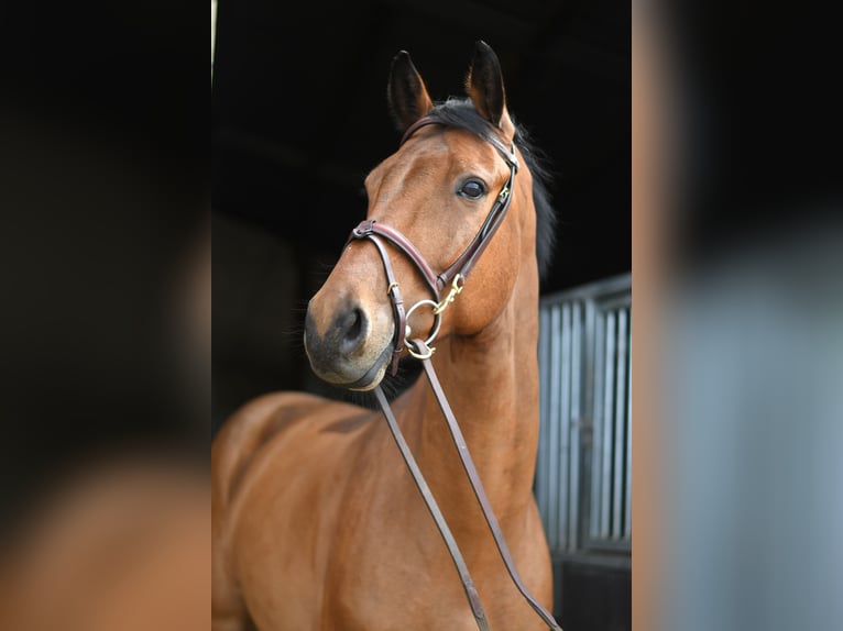 KWPN Ruin 7 Jaar 165 cm Bruin in Geilenkirchen