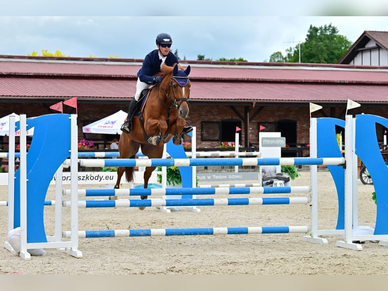 KWPN Ruin 7 Jaar 165 cm Vos in Piła