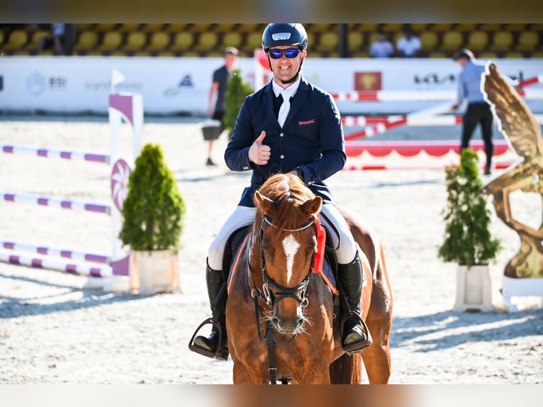 KWPN Ruin 7 Jaar 165 cm Vos in Piła