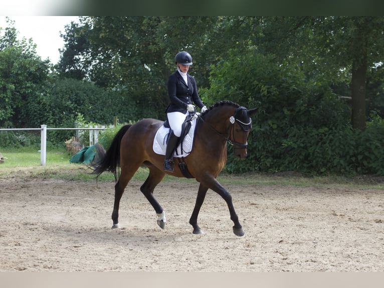 KWPN Ruin 7 Jaar 166 cm Bruin in Bassum