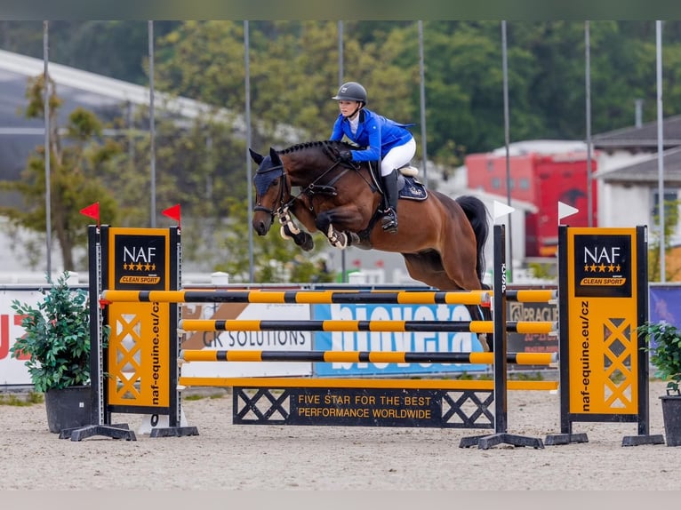 KWPN Ruin 7 Jaar 167 cm Donkerbruin in Ptyrov