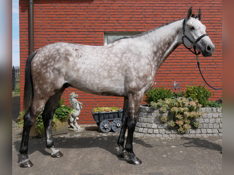 KWPN Ruin 7 Jaar 168 cm Appelschimmel in Dorsten