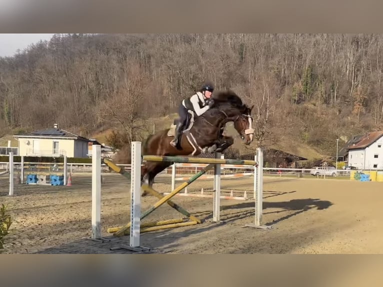 KWPN Ruin 7 Jaar 168 cm Bruin in Schlins