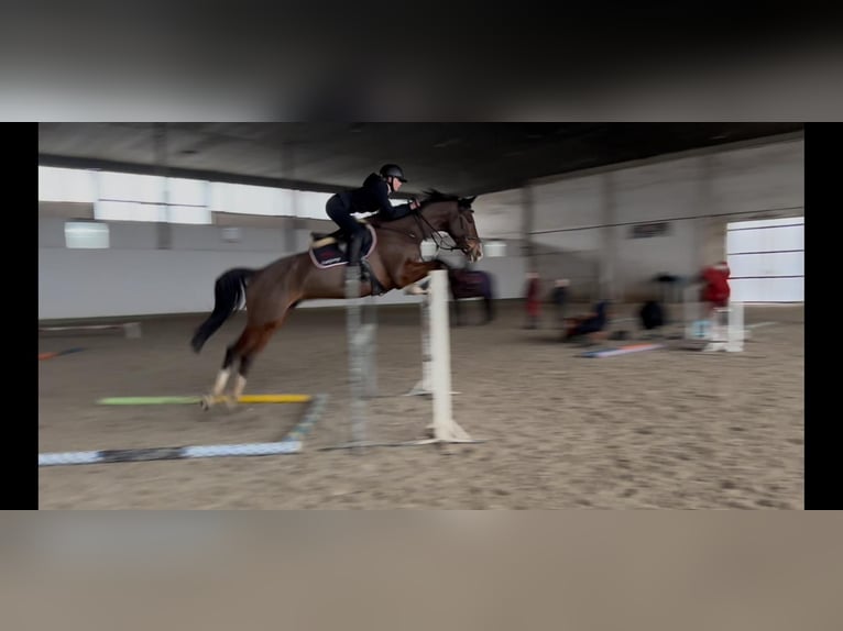 KWPN Ruin 7 Jaar 168 cm Bruin in GROTE-BROGEL