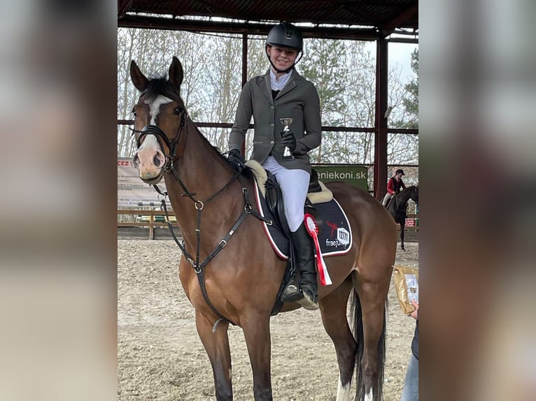 KWPN Ruin 7 Jaar 168 cm Bruin in GROTE-BROGEL