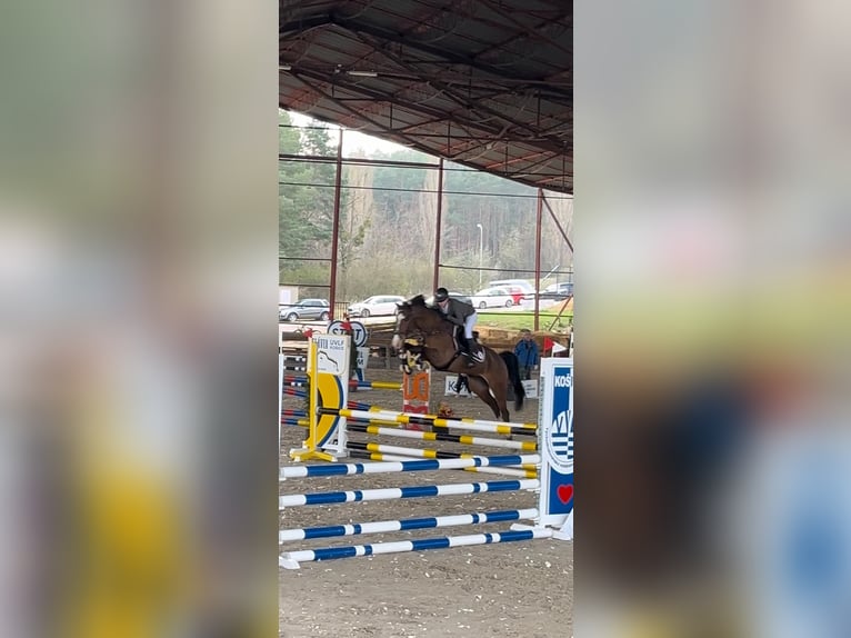 KWPN Ruin 7 Jaar 168 cm Bruin in GROTE-BROGEL