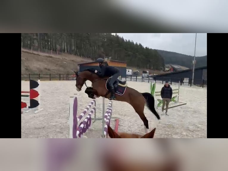 KWPN Ruin 7 Jaar 168 cm Bruin in GROTE-BROGEL