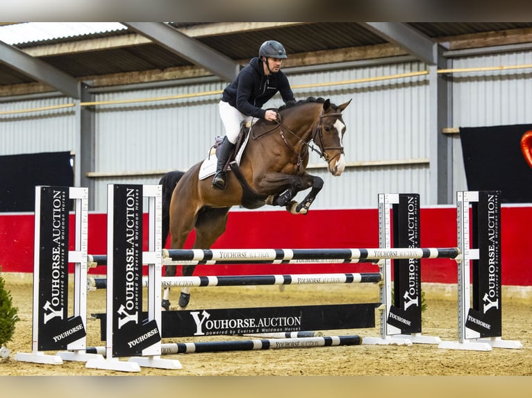 KWPN Ruin 7 Jaar 168 cm Bruin in GROTE-BROGEL
