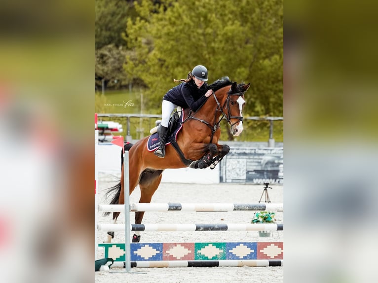 KWPN Ruin 7 Jaar 168 cm Bruin in GROTE-BROGEL