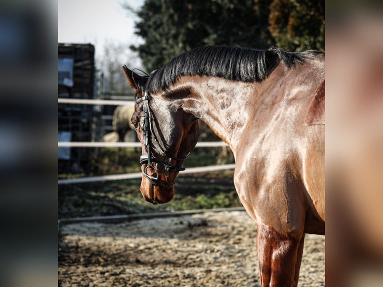 KWPN Ruin 7 Jaar 168 cm Bruin in Oer-Erkenschwick