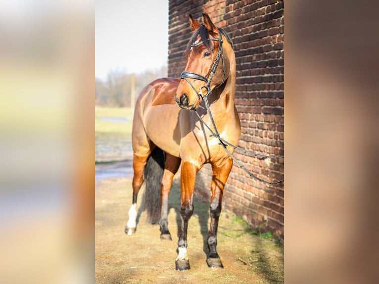 KWPN Ruin 7 Jaar 168 cm Bruin in Oer-Erkenschwick