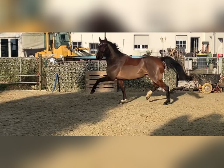 KWPN Ruin 7 Jaar 168 cm Bruin in Oer-Erkenschwick