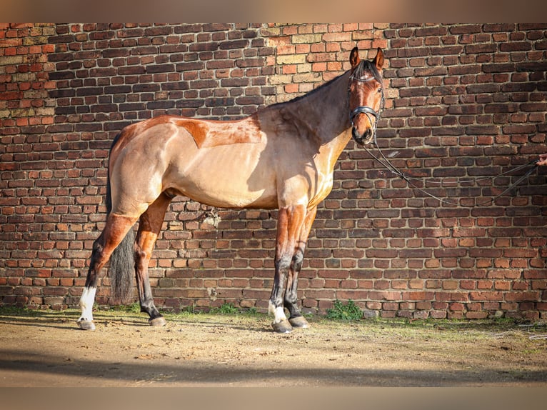KWPN Ruin 7 Jaar 168 cm Bruin in Oer-Erkenschwick