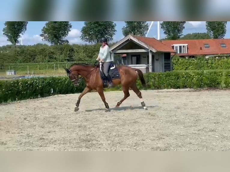 KWPN Ruin 7 Jaar 168 cm Donkere-vos in Middelharnis