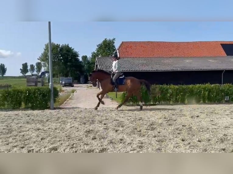 KWPN Ruin 7 Jaar 168 cm Donkere-vos in Middelharnis