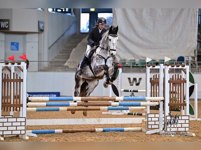 KWPN Ruin 7 Jaar 168 cm Schimmel in Schömberg