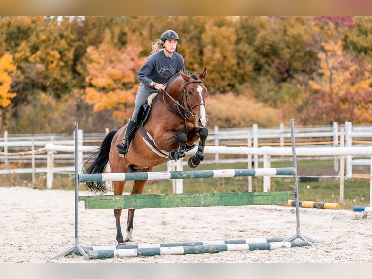 KWPN Ruin 7 Jaar 168 cm in Zduchovice