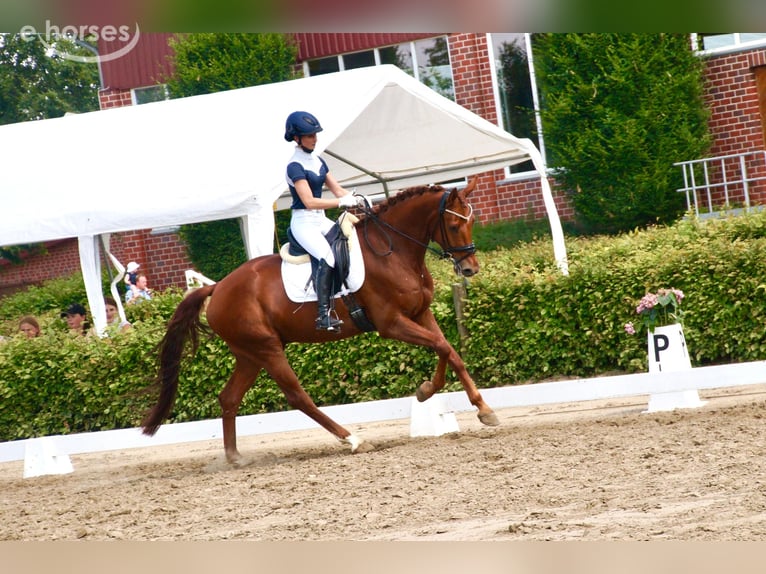 KWPN Ruin 7 Jaar 169 cm Vos in Lüdinghausen