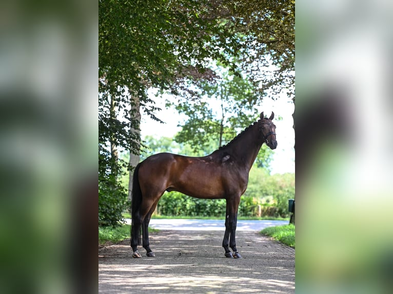 KWPN Ruin 7 Jaar 170 cm Bruin in Ede