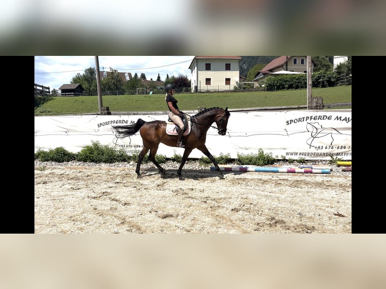 KWPN Ruin 7 Jaar 170 cm Bruin in Puch