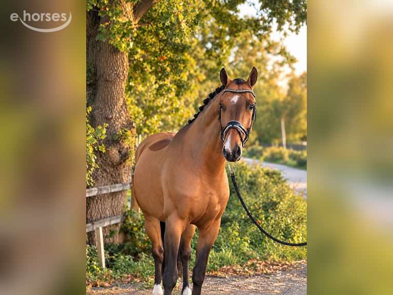 KWPN Ruin 7 Jaar 170 cm Bruin in Weert