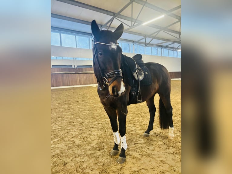 KWPN Ruin 7 Jaar 170 cm Bruin in Tallinn