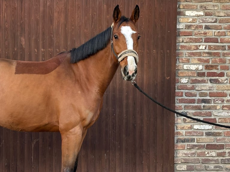 KWPN Ruin 7 Jaar 170 cm Bruin in Grevenbroich