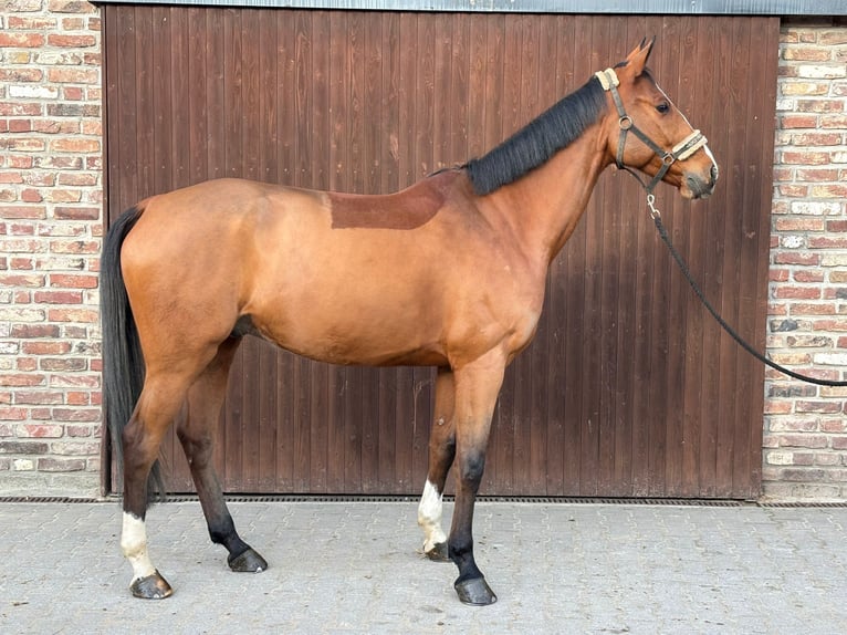 KWPN Ruin 7 Jaar 170 cm Bruin in Grevenbroich