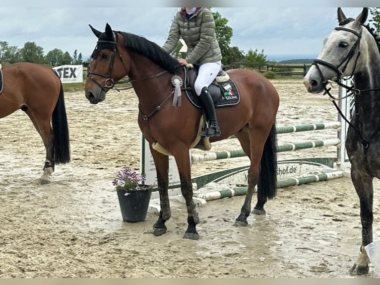 KWPN Ruin 7 Jaar 170 cm Bruin in Werne