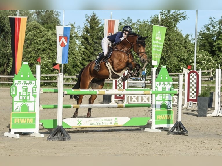 KWPN Ruin 7 Jaar 170 cm Bruin in Werne