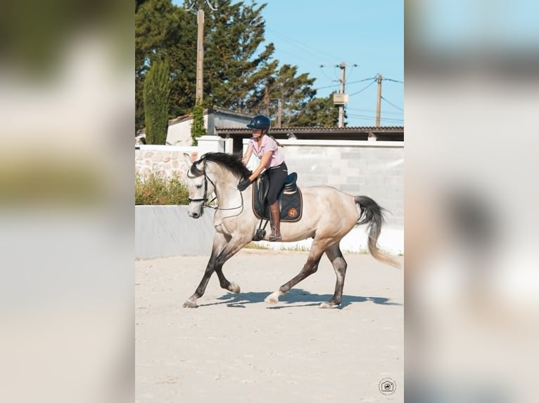 KWPN Ruin 7 Jaar 170 cm Falbe in Hérault