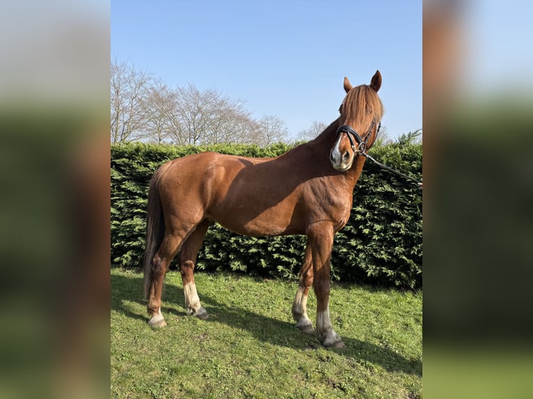 KWPN Ruin 7 Jaar 170 cm Vos in Breda