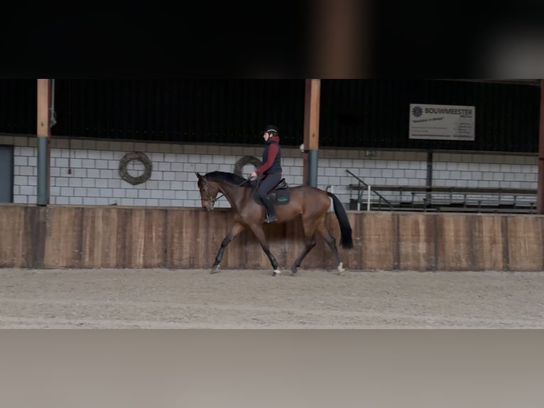 KWPN Ruin 7 Jaar 171 cm Bruin in Oud Gastel