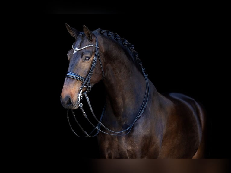 KWPN Ruin 7 Jaar 171 cm Donkerbruin in Kwadijk