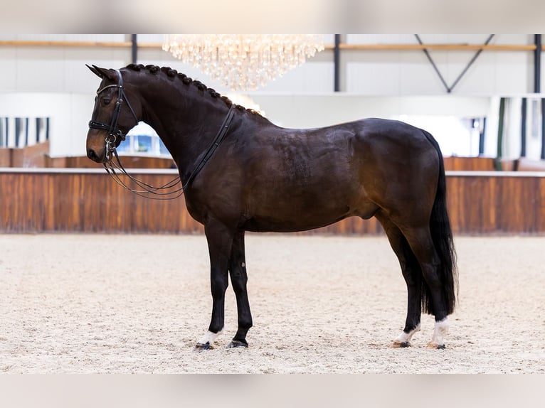 KWPN Ruin 7 Jaar 171 cm Donkerbruin in Kwadijk