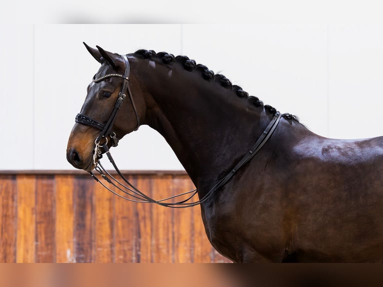 KWPN Ruin 7 Jaar 171 cm Donkerbruin in Kwadijk