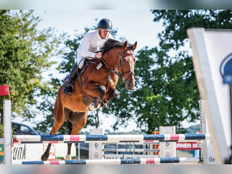 KWPN Ruin 7 Jaar 172 cm Bruin in Schwäbisch Gmünd