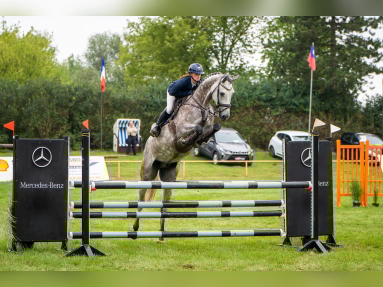 KWPN Ruin 7 Jaar 172 cm Schimmel in Insel Poel