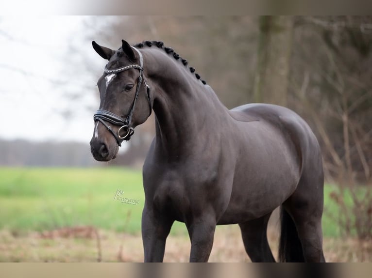 KWPN Ruin 7 Jaar 172 cm Zwart in Peer